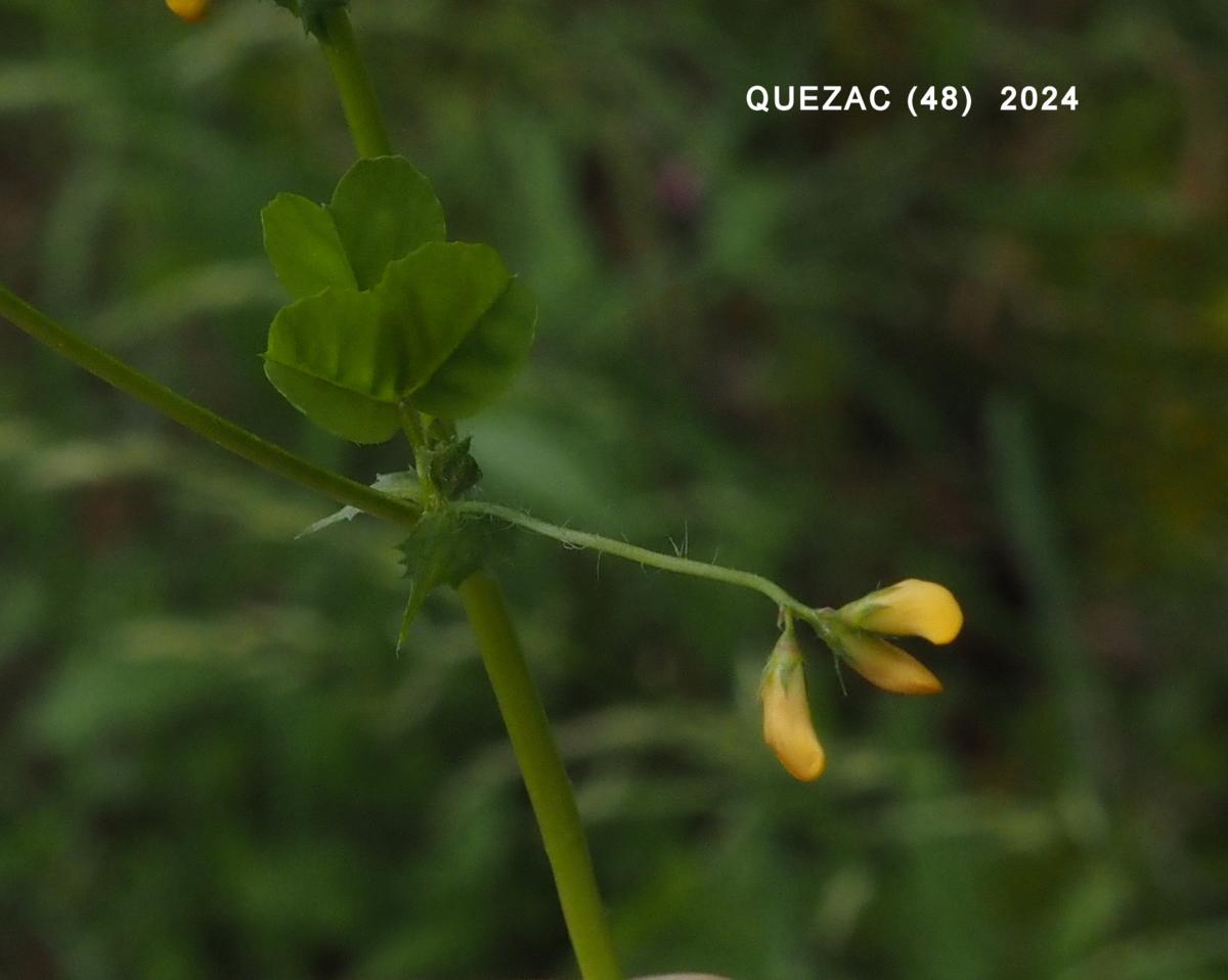 Medick, Tifton flower